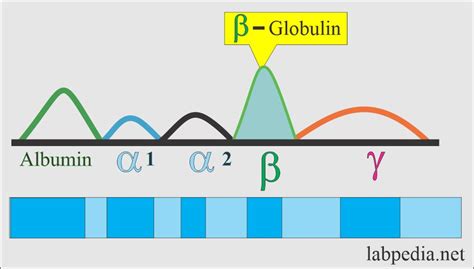 Beta Globulin, Serum .